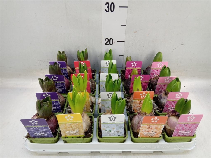 <h4>Hyacinthus orie. 'Pearl'  ...mix  5</h4>