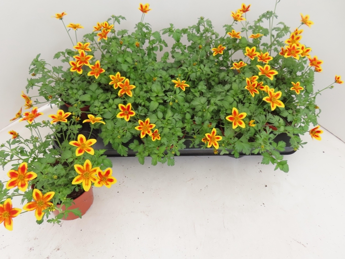 <h4>BID YELLOW CHARM</h4>