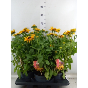 Rudbeckia   ...