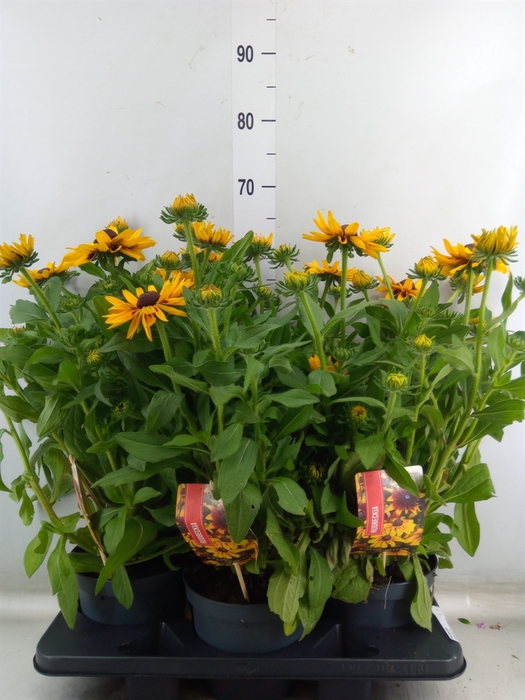 <h4>Rudbeckia   ...</h4>