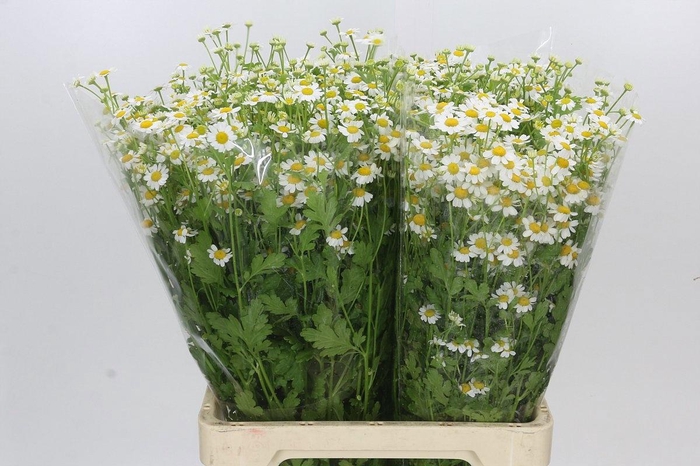 <h4>TANA PA PURE KAMILLE</h4>