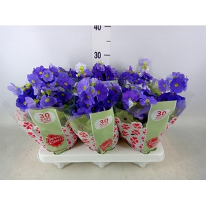 Primula obcon. 'Touch Me Dark Blue'