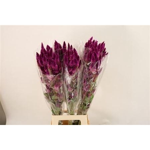 Cel A Celway Purple