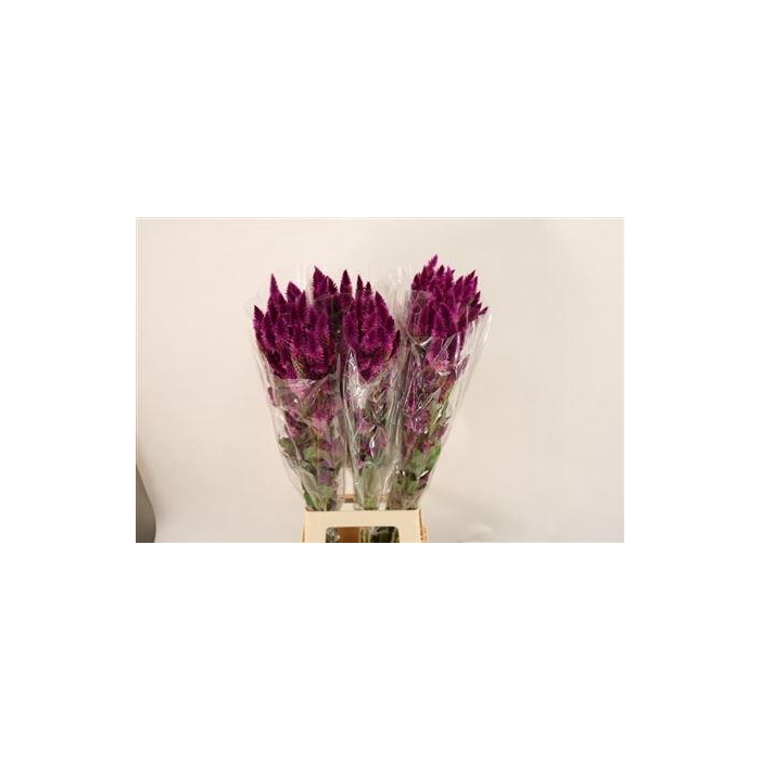 <h4>Cel A Celway Purple</h4>