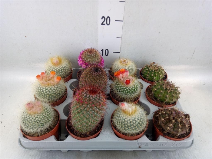 <h4>Cactus   ...flowering mix</h4>