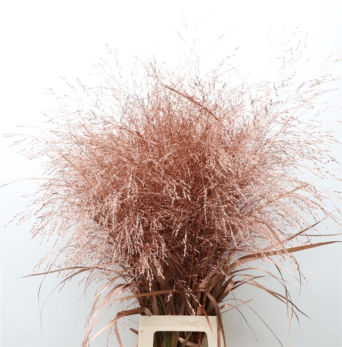 <h4>Siergras Klb Koper</h4>