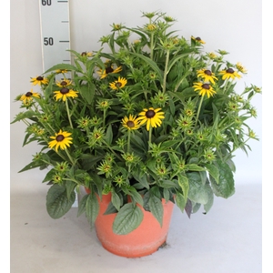 vaste planten 24cm  Rudbeckia Divers
