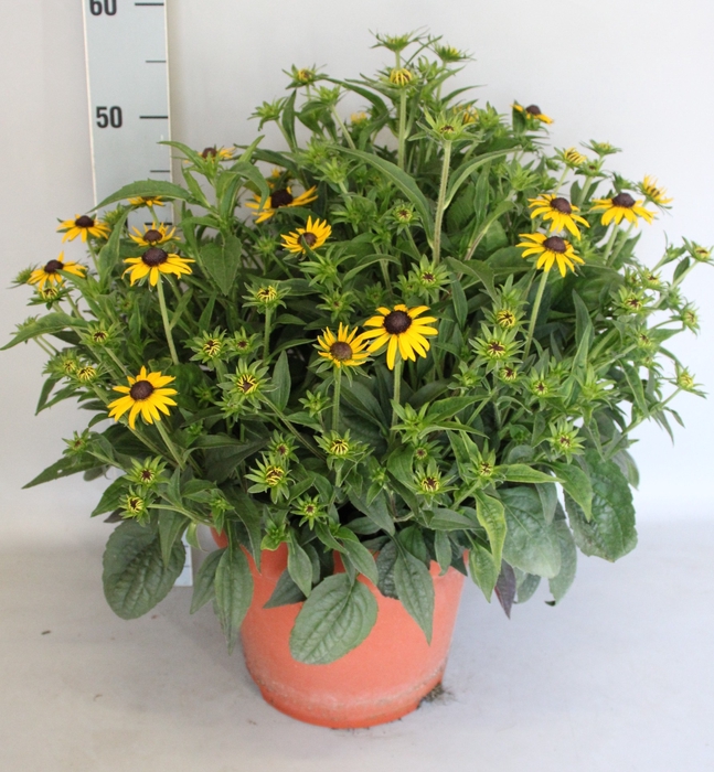 <h4>vaste planten 24cm  Rudbeckia Divers</h4>