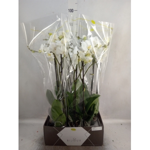 Phalaenopsis   ...white