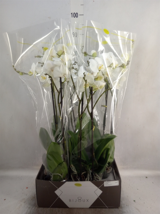 <h4>Phalaenopsis   ...white</h4>