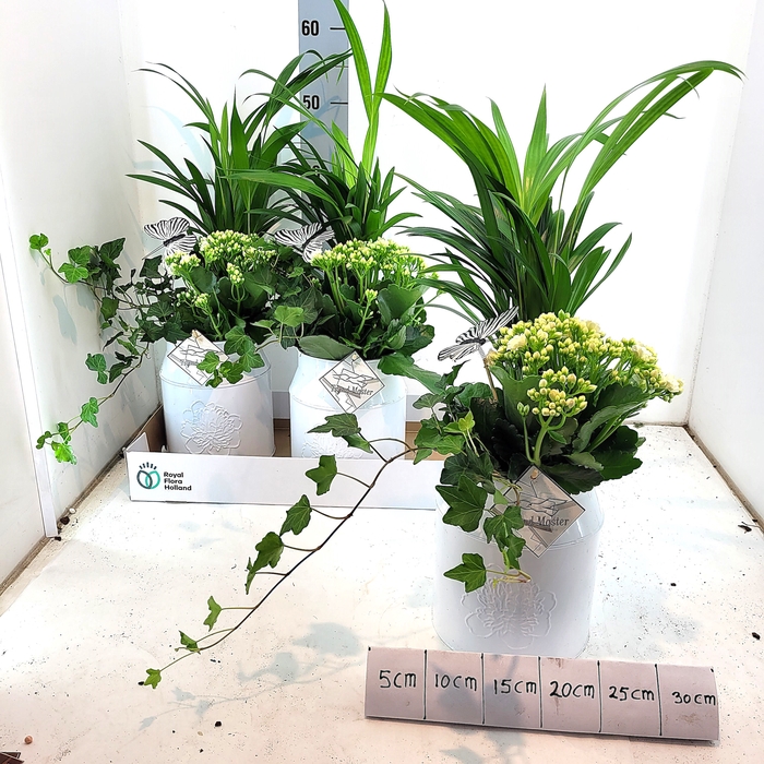 <h4>ARR KALANCHOE</h4>