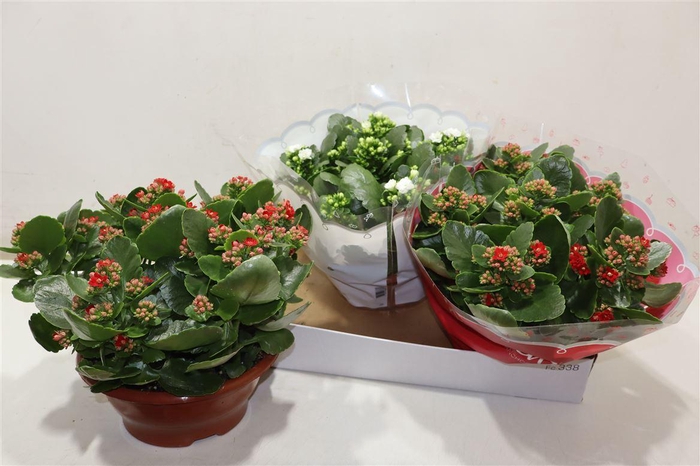 <h4>Kal Ge Gem 2 Kl</h4>