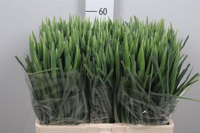 <h4>Iris Blue Magic</h4>