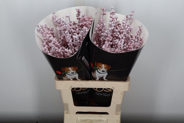 <h4>Ilex Wx (Ex) Wit</h4>