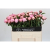 Paeonia Sarah Bernhardt