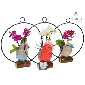 Keramiek vogels in de ring met Phalaenopsis