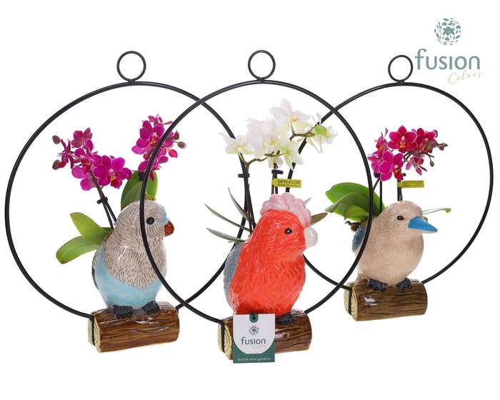 <h4>Keramiek vogels in de ring met Phalaenopsis</h4>