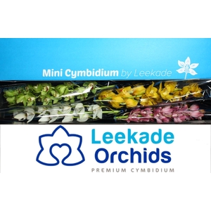 Cymbidium Mix Valentine