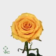 R GR SPHINX GOLD