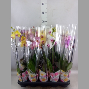 Phalaenopsis   ...mix  5