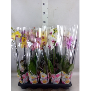 Phalaenopsis   ...mix  5