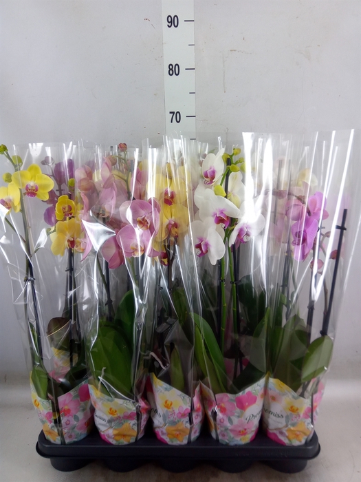<h4>Phalaenopsis   ...mix  5</h4>