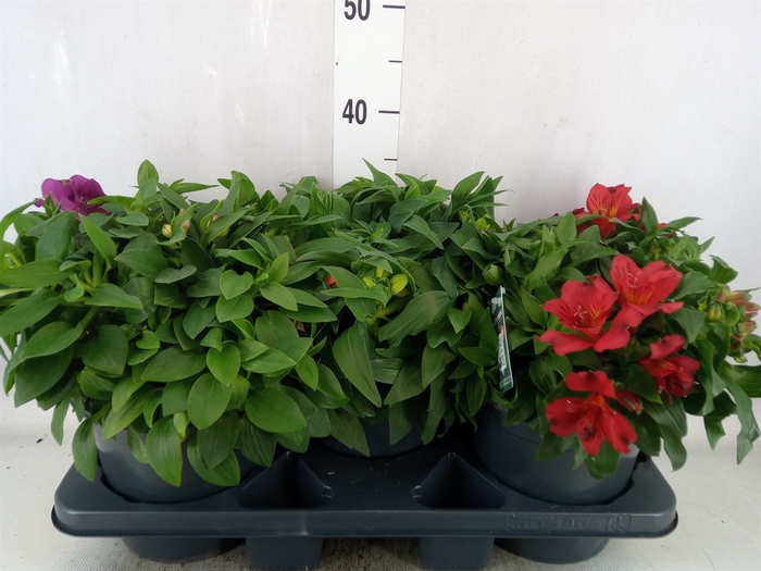 <h4>Alstroemeria  'Colorita'  ..mix</h4>