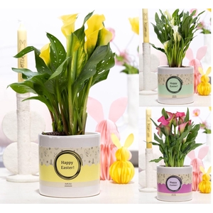 Zantedeschia mix in P&PURE ceramics white met Paaswikkel