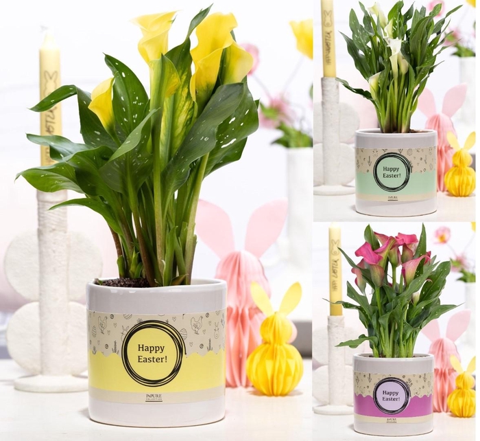 <h4>Zantedeschia mix in P&PURE ceramics white met Paaswikkel</h4>