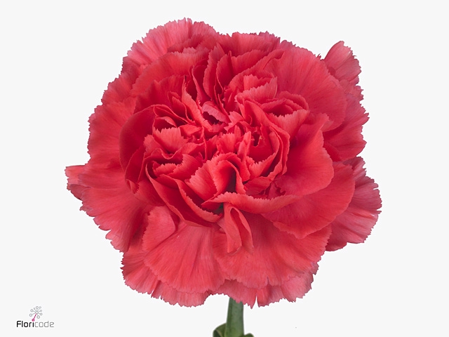 Di St Lamoira Fiesta