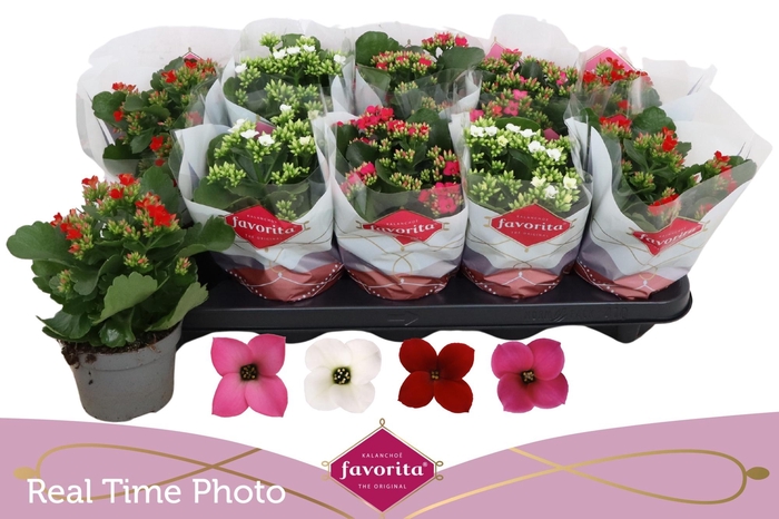 <h4>KAL EN GEM 4 KL</h4>