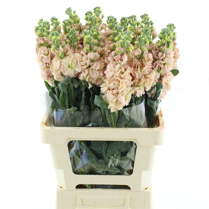 <h4>MATTH IRON APRICOT</h4>