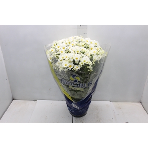 CRISANTEMO BOLA BELGA P20 BRANCO