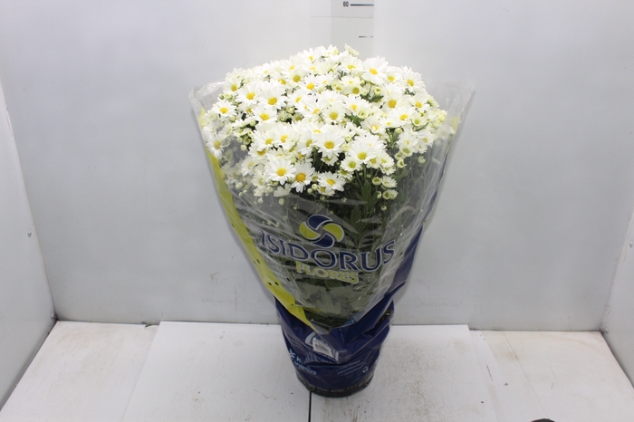 <h4>CRISANTEMO BOLA BELGA P20 BRANCO</h4>
