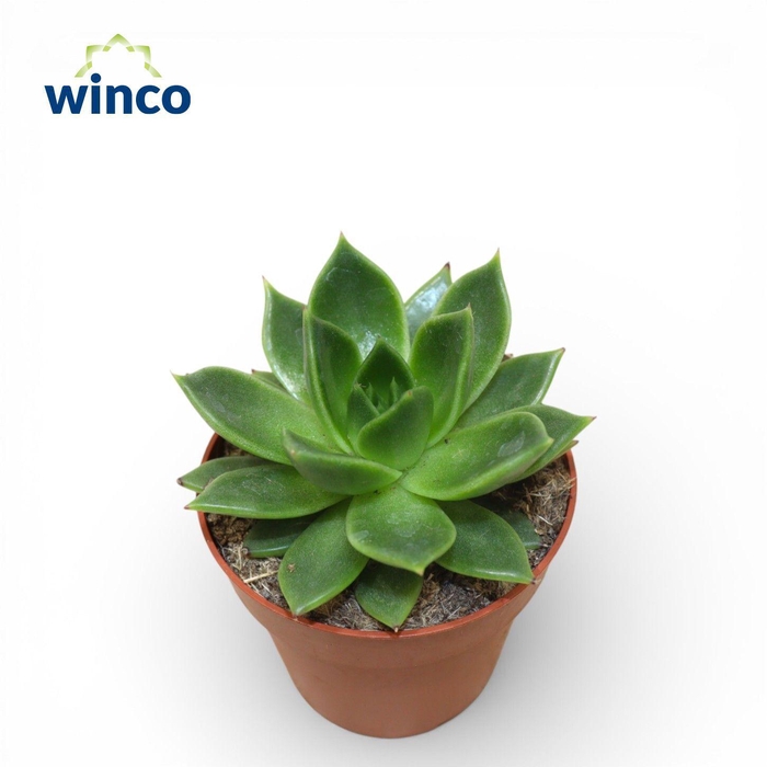 <h4>Echeveria Dark Green</h4>