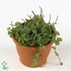 Peperomia prostrata hangpot Adorable Collection