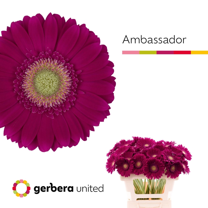 <h4>GERBERA AMBASSADOR GE GR AMBASSADOR</h4>