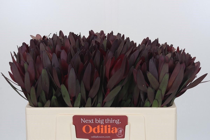 <h4>LEUCAD SAF SUNSET</h4>