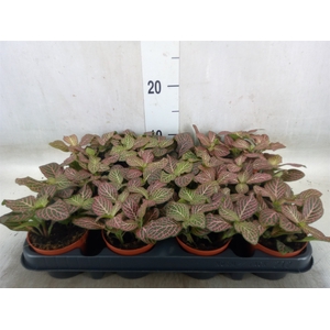 Fittonia verschaf. 'Red Angel'