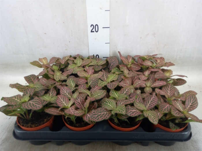 <h4>Fittonia verschaf. 'Red Angel'</h4>