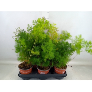 Asparagus umbellatus