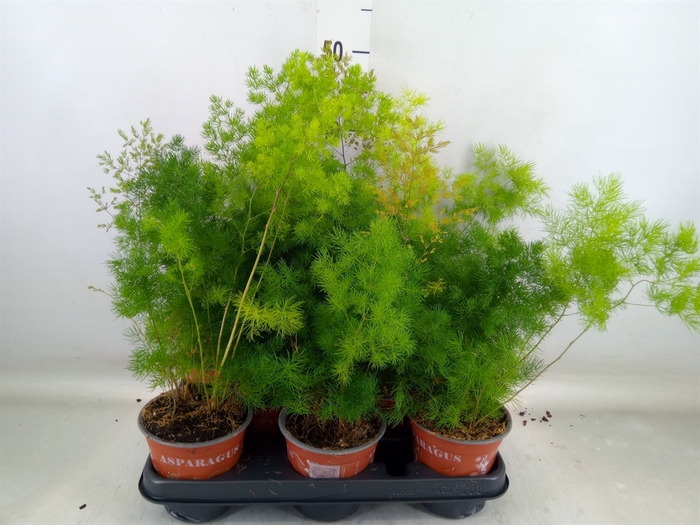 <h4>Asparagus umbellatus</h4>