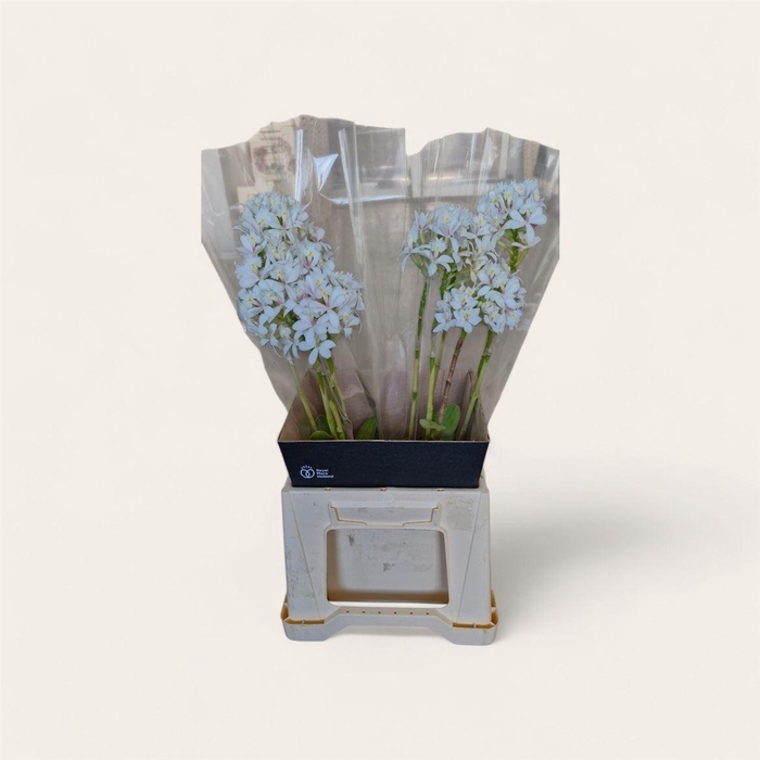 <h4>Epidendrum White</h4>