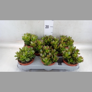 Crassula ovata 'Minor'