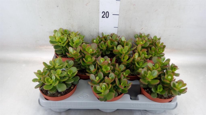 <h4>Crassula ovata 'Minor'</h4>