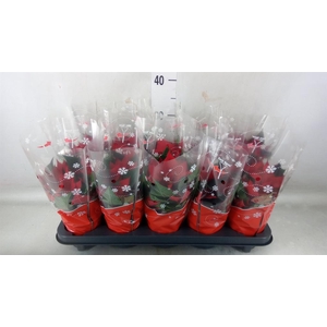 Euphorbia pulc. 'Christ Universe'