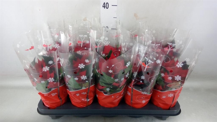 <h4>Euphorbia pulc. 'Christ Universe'</h4>