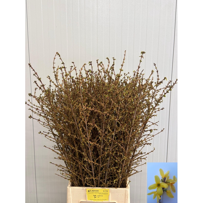 <h4>FORSY I SPECTABILIS</h4>