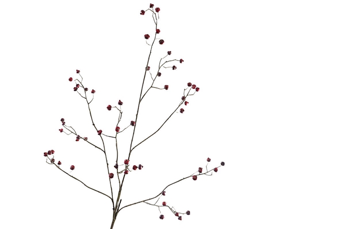 <h4>Berry Spray Purple</h4>