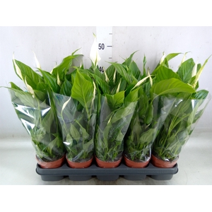 Spathiphyllum  'Bellini'